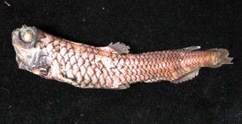 Media type: image; Ichthyology 159345
